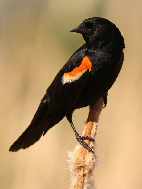 istock Male Red-Winged Blackbird 967945472