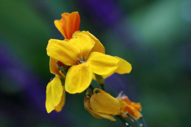 Cheiranthus cheiri or Wallflowers is a richly flowering plants with beautiful flowers Cheiranthus cheiri or Wallflowers bloom in all kinds of warm red and yellow to brown shades but also in violet and other shades cheiranthus cheiri stock pictures, royalty-free photos & images