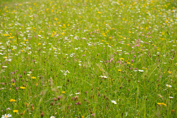 Meadow in the Alps at Lake Tegernsee