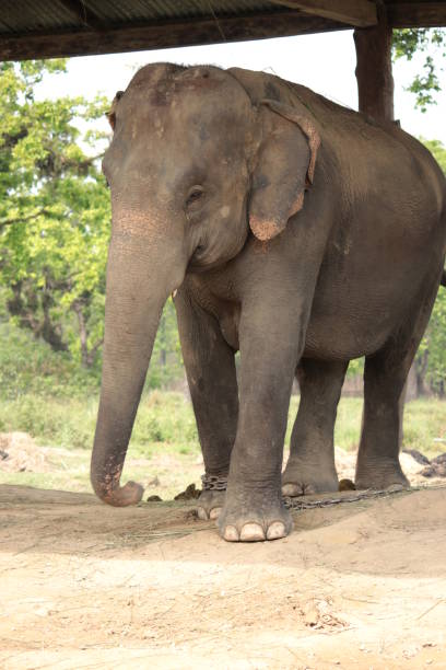 istock ElephantS in the breeding centre, Chitwan National Park, Nepal 967966396
