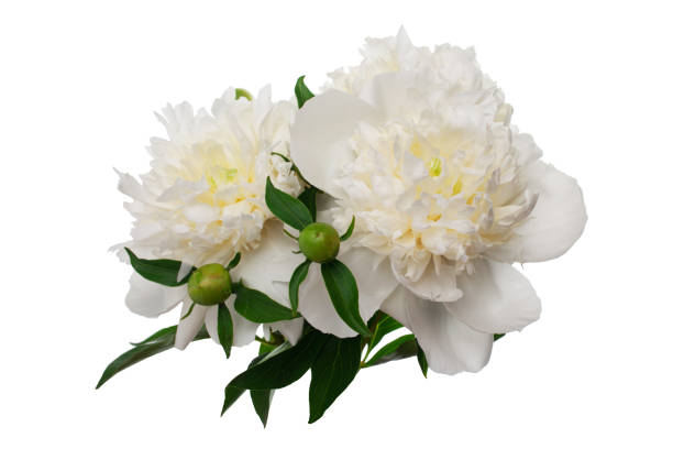 flores de peonía aisladas en blanco - caryophyllaceae fotografías e imágenes de stock