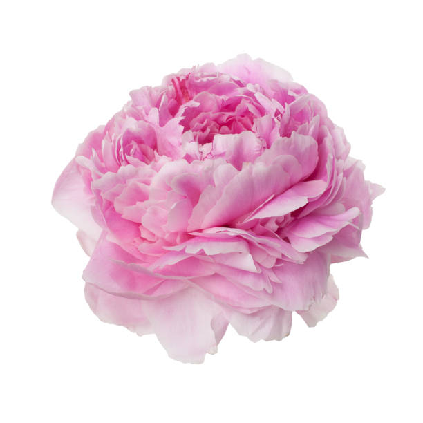 istock Pink peony flower isolated on white 967966738