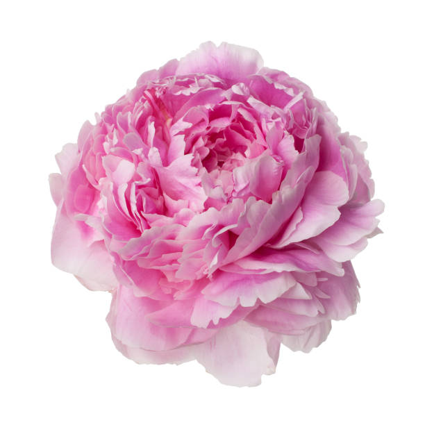 istock Pink peony flower isolated on white 967966750