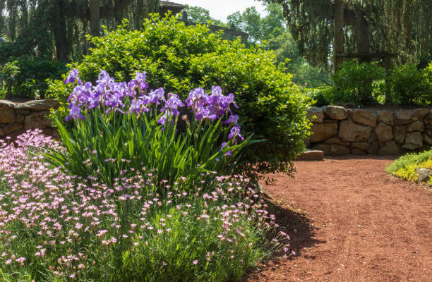 istock Irises in the garden 967968976