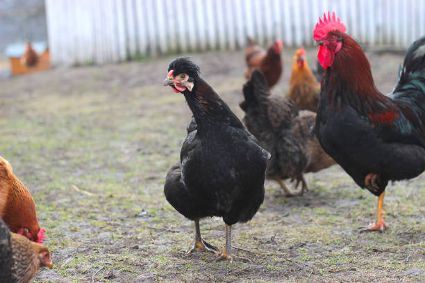 istock Black hen on the green grass 967969668