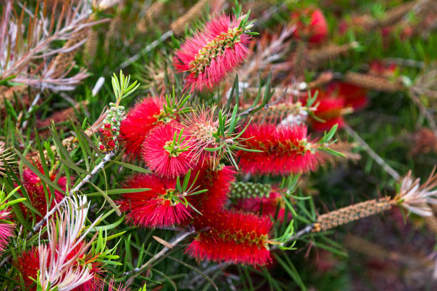 Weeping bottlebrush (Melaleuca viminalis) Melaleuca viminalis, commonly known as weeping bottlebrush, or creek bottlebrush is a plant in the myrtle family, Myrtaceae. red flower trees callistemon citrinus stock pictures, royalty-free photos & images