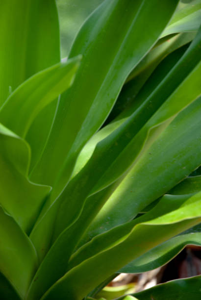 istock Elongated green leaves 967972344