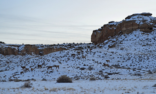 An elk herd on the side of a snowy hill at dusk in Chaco culture National Historic Park.