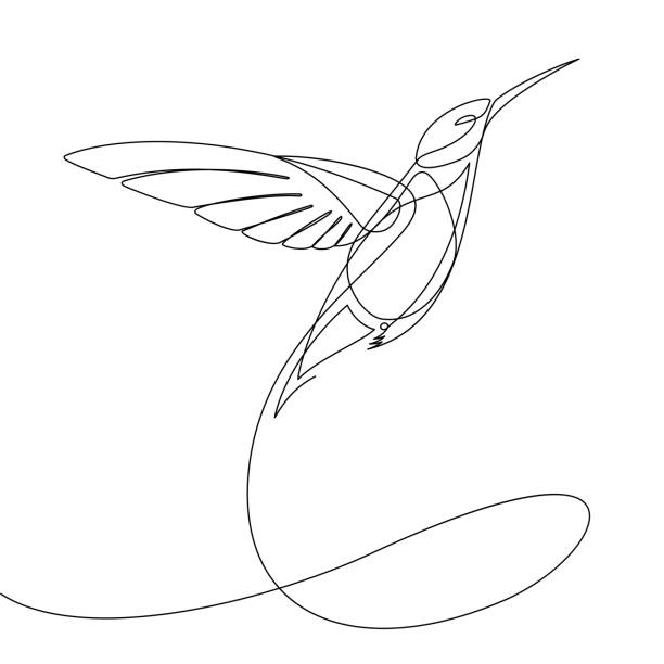 Humming Bird Continuous Line Vector Check out this single continuous line vector illustration that forms the shape of a flying humming bird hummingbird stock illustrations