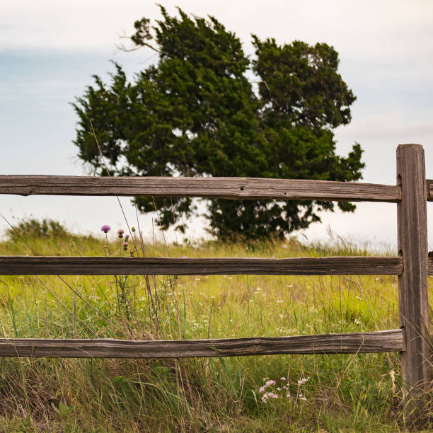 istock Texas Field of Flowers 967993456