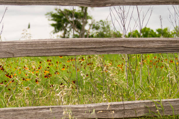 Free Stock Photo of Wooden Fence Surrounded by Field Flowers | Download ...