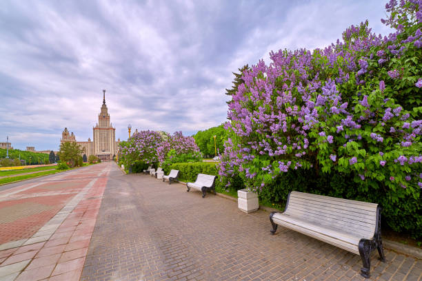 Vibrant multicoloured picture of spring tree of lilac flowers A vibrant multicoloured picture of spring tree of lilac flowers in the campus of Moscow university. park leaf flower head saturated color stock pictures, royalty-free photos & images