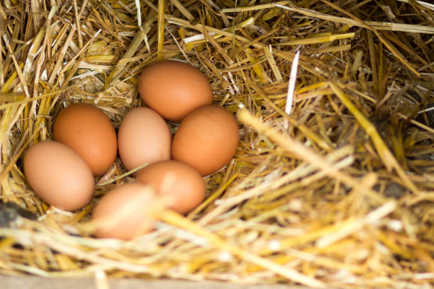 freilandhaltung eier in einem nest - hühnerstall stock-fotos und bilder