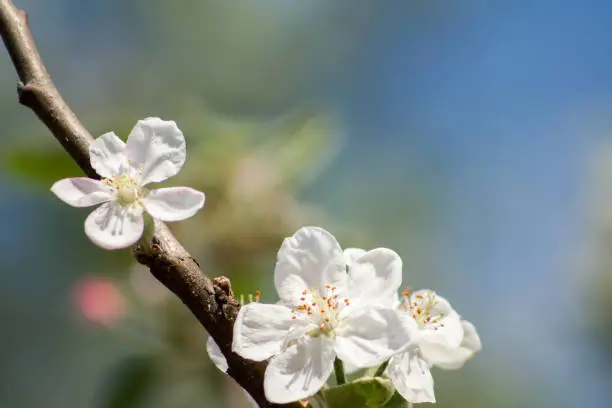 two white flowers of a blossoming apple tree on a branch on a sunny spring day with a blue sky background