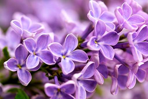 A DSLR close-up photo of beautiful Lilac blossom. Shallow depth of field.