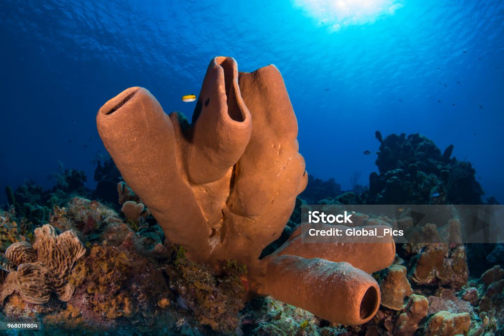 Brown tube sponge (Agelas tubulata) Agelas tubulata is a species of demosponge. It is tube-shaped or vase-shaped and variable in colour Caribbean Stock Photo
