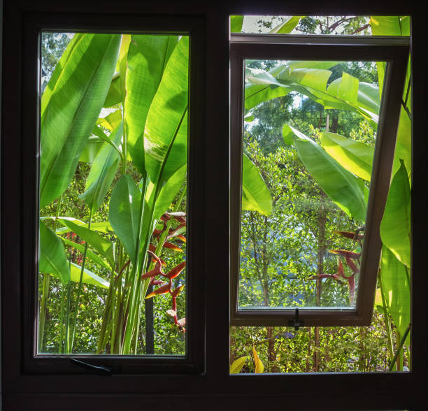 istock The window behind the house next to the garden. 968028352