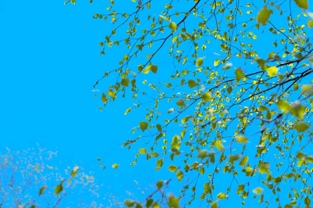 istock Beautiful birch tree branch with green leaves in the sky. 968028428