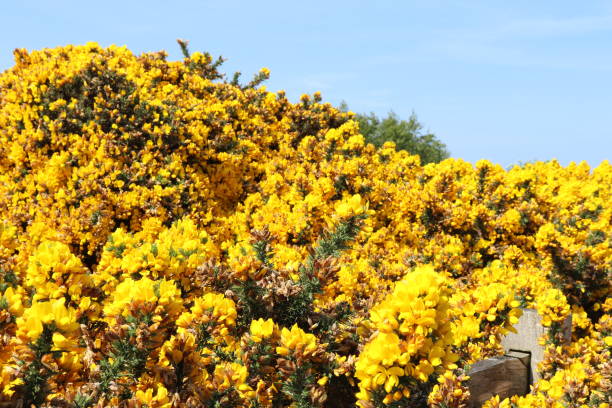istock Gorse bush in bloom with yellow flowers 968030672