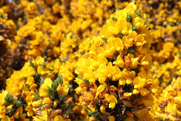istock Gorse bush in bloom with yellow flowers 968030692
