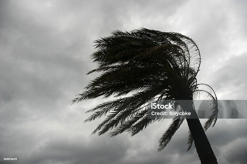 Palmera azotada por el viento - Photo de Palmier libre de droits
