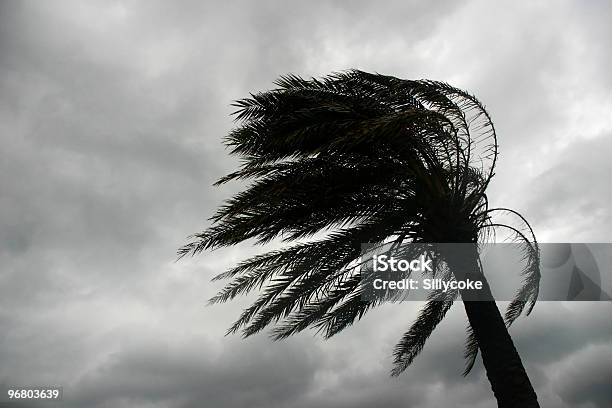 Photo libre de droit de Palmera Azotada Por El Viento banque d'images et plus d'images libres de droit de Palmier - Palmier, Ouragan, Cheveux blancs