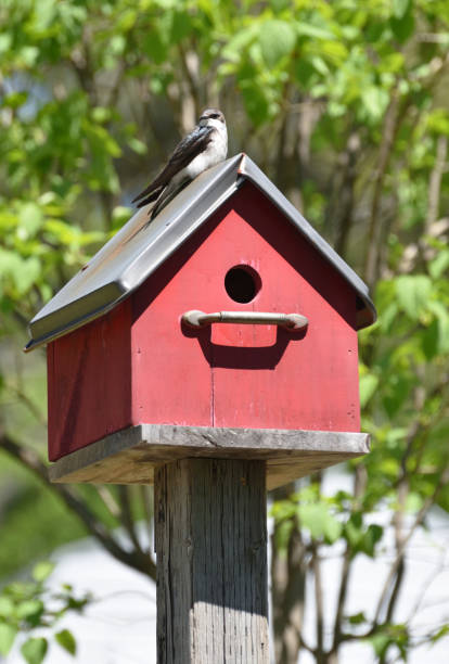 istock Dark Eyed Junco Sitting on a Red Bird House 968041028