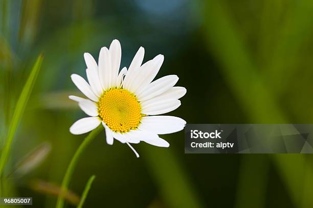 Camomilla - Fotografie stock e altre immagini di Affettuoso - Affettuoso, Aiuola, Ambientazione esterna