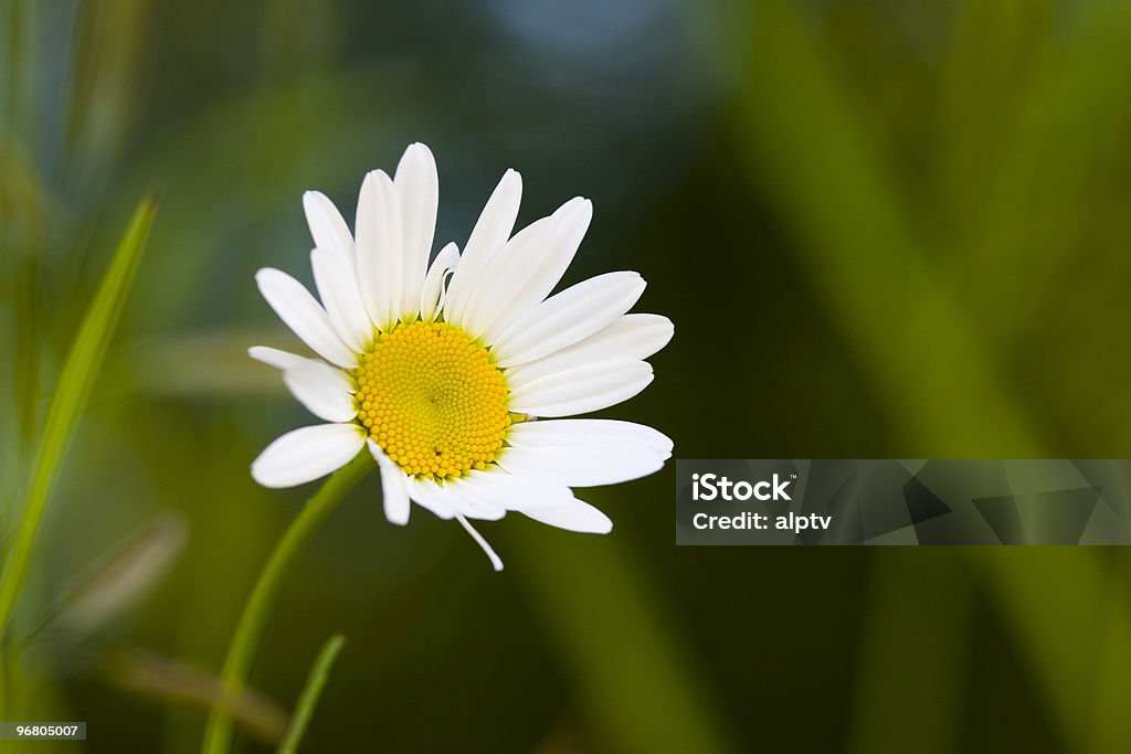 Camomile - Royalty-free Amarelo Foto de stock