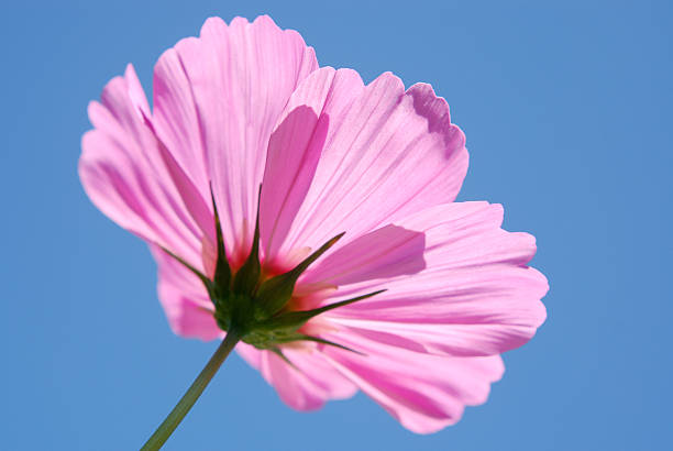 Cosmea Sky stock photo