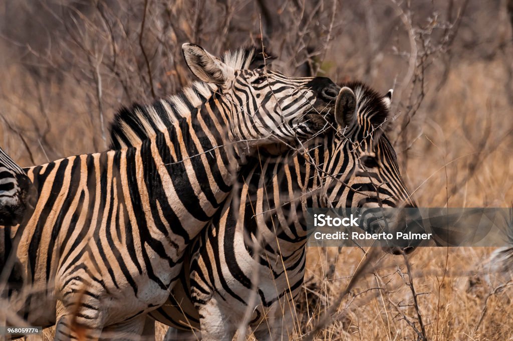 Zebras Kapama Reserve Stock Photo