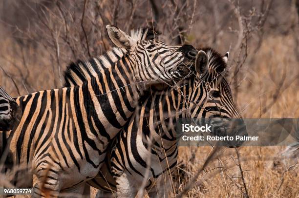 Zebras Stock Photo - Download Image Now - Kapama Reserve, Animal, Horizontal