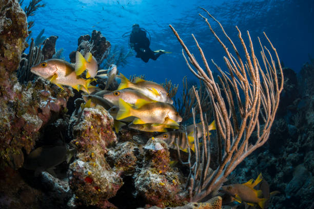 istock Caribbean coral reef and diver 968059966