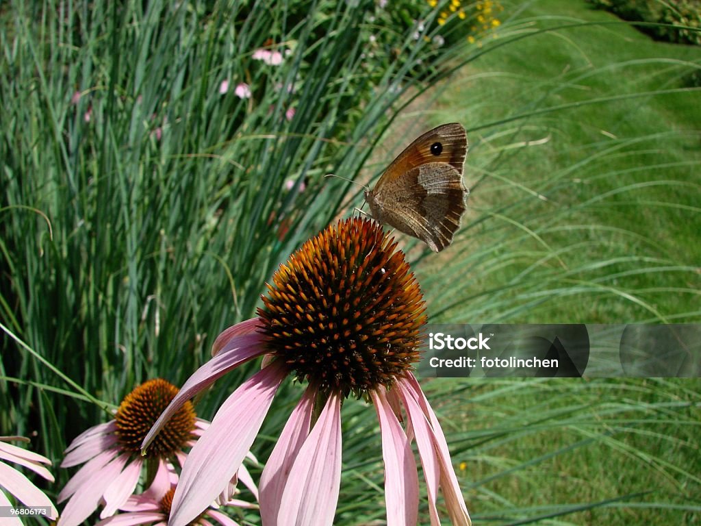 Sonnenhut-Pflanzengattung purpurea mit butterfly-film title - Lizenzfrei Alternative Medizin Stock-Foto