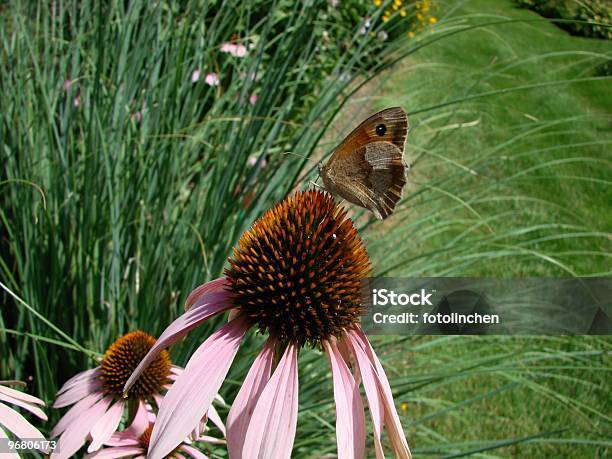 Sonnenhutpflanzengattung Purpurea Mit Butterflyfilm Title Stockfoto und mehr Bilder von Alternative Medizin