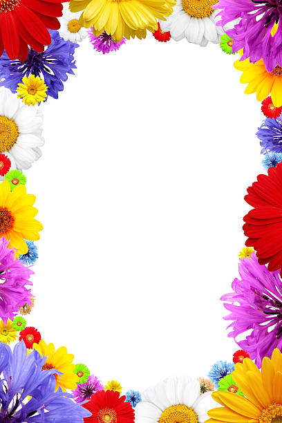 Frame of  colorful  summer flowers stock photo