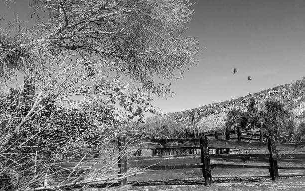 Landscape in desert black and white,fence ranch in Nevada desert with buzzards ,fence line fence3 stock pictures, royalty-free photos & images