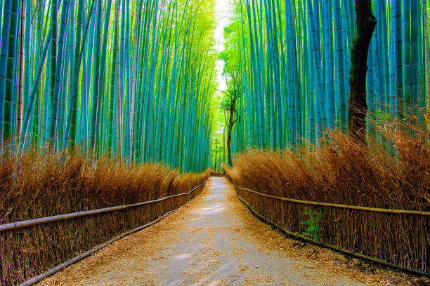 istock Beautiful Bamboo forest in Arashiyama at Kyoto 968072804