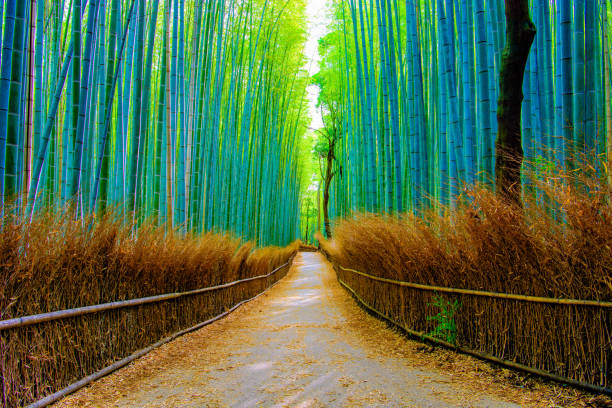 istock Beautiful Bamboo forest in Arashiyama at Kyoto 968072808