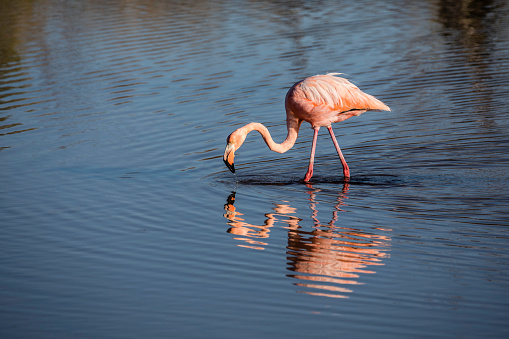 Flamingo, Santa Cruze Island, Galapagos Islands, Feeding