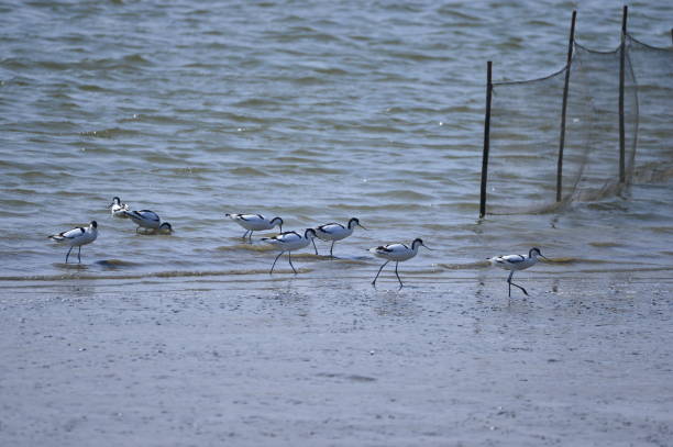 istock The birds of the sea 968083464