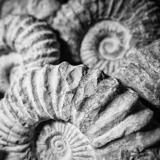 Detail of the fossil of an ammonite of millions of years ago.