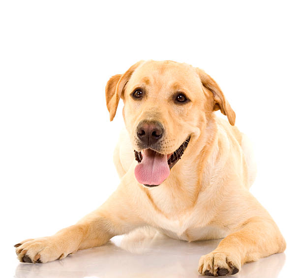 istock cute panting golden retriever dog 96808902