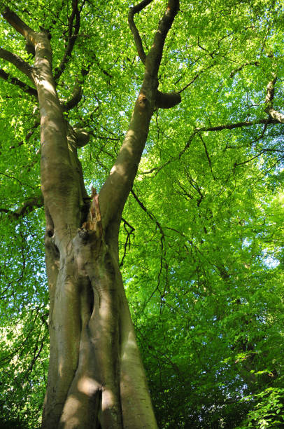 istock vertical view of a tall old beech tree on a spring morning with vibrant green leaves 968089494