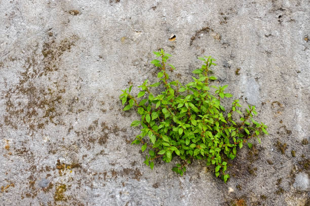 Green Bush on decayed concrete wall stock photo