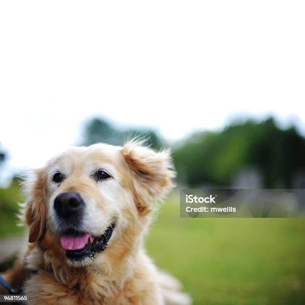 Foto de Labrador Dourado e mais fotos de stock de Antigo - Antigo, Labrador Dourado - Cão de Busca, Processo de Envelhecimento