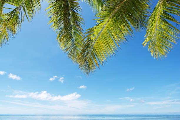 istock Summer Palm Leaf And Tropical Sea Background 968115976