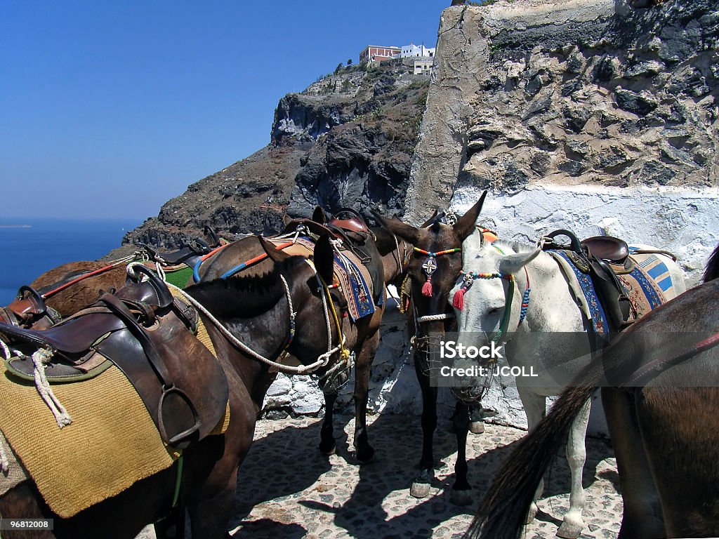 Santorini osły - Zbiór zdjęć royalty-free (Bez ludzi)