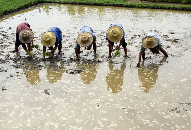 istock Rice plantation in Thailand 96812011