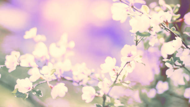 istock Banner Defocus natural background blurred small flowers on a branch. Surrealism 968128524